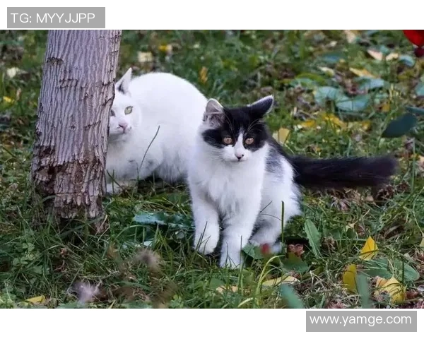 球星与猫狗共踢足球 亲子互动新玩法引爆体育圈热潮 球星与猫狗共踢足球 亲子互动新玩法引爆体育圈热潮